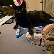 Spencer joined the competition — help win amazing prizes! black_cat, blue_bottle, bottle, cardboard_box, casual, cat, dominos_pizza_box, door, floor, foot, furniture, indoor, lava_lamp, living_room, paw, person, pet, relaxing, sock, television