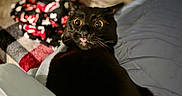 Spencer is registered to the contest to win money with this photo: black_cat, cat, wide_eyes, indoor, bed, blanket, furniture, surprised, animal, pet, whiskers, cozy, home, cute, fur, expression, resting, mammal, domestic_animal, room