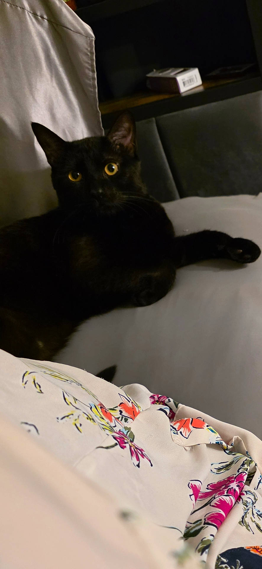 Spencer joined the competition — help win amazing prizes! animal, black_cat, cat, closeup, couch, cozy, curious, dark, fabric, floral_pattern, furniture, home, indoor, light, pet, relaxed, resting, seated, shadow, yellow_eyes