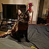 Spencer joined the competition — help win amazing prizes! bed, bedspread, black_cat, cat, cozy, curious, doorway, drapes, ears, eyes, flowers, furniture, indoor, pet, room, table, television, vase, whiskers, wood