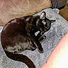 black_cat, sleeping_cat, cat, feline, pet, couch, towel, cozy, indoor, animal, resting, tail, ear, paw, brown_cushion, cup, blue_straw, human_leg, soft_texture, relaxation