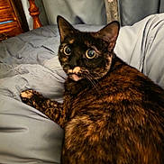 Littlelee joined the competition — help win amazing prizes! cat, tortoiseshell, pet, indoor, bed, blanket, fur, animal, feline, curious, wide_eyes, looking_back, resting, cozy, soft, sheet, wood, headboard, domestic, comfort