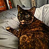 animal, bed, blanket, cat, comfort, cozy, curious, domestic, feline, fur, headboard, indoor, looking_back, pet, resting, sheet, soft, tortoiseshell, wide_eyes, wood