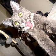 Izzy Mouse joined the competition — help win amazing prizes! cat, gray_cat, yellow_eyes, tongue_out, whiskers, ears, paw, close_up, selfie, flash_photography, playful, funny, portrait, indoor, pet, feline, fur, animal, dramatic_lighting, scratching_post