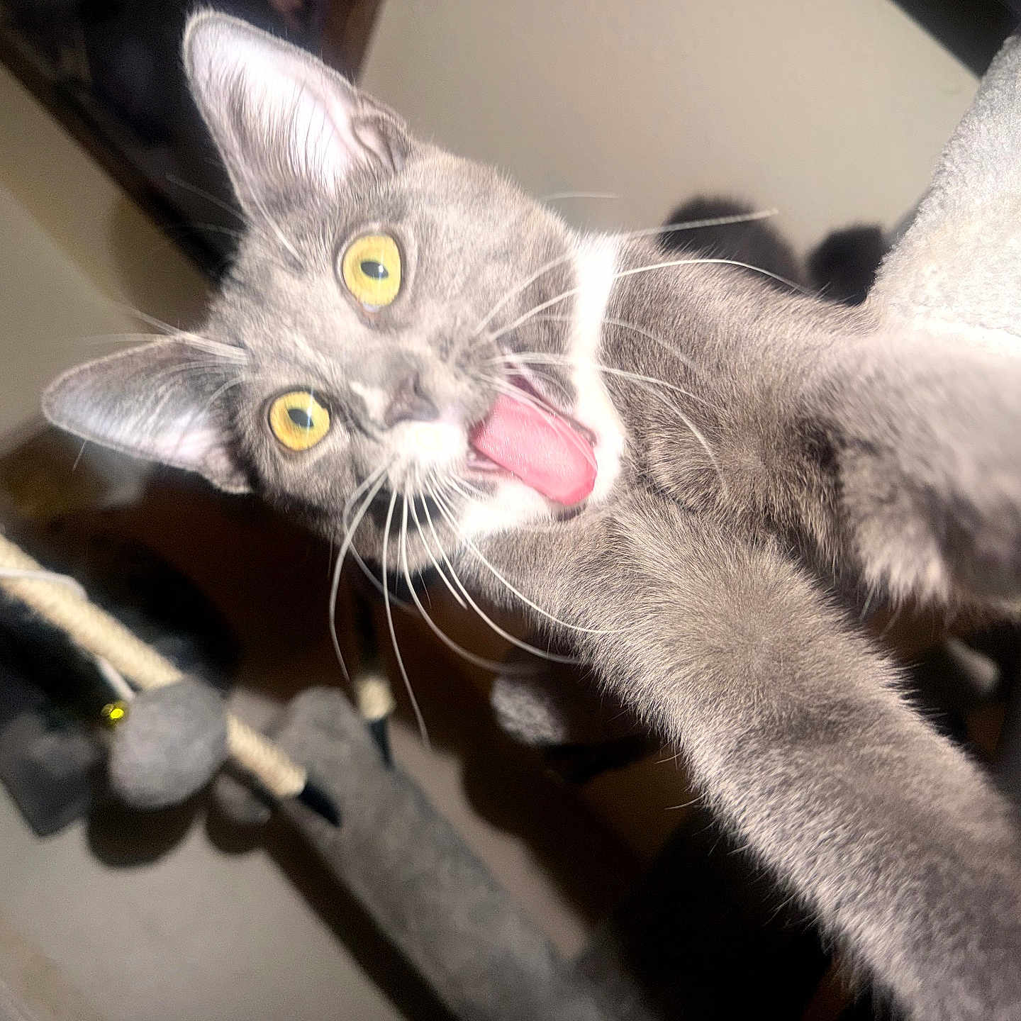 Izzy Mouse joined the competition — help win amazing prizes! cat, gray_cat, yellow_eyes, tongue_out, whiskers, ears, paw, close_up, selfie, flash_photography, playful, funny, portrait, indoor, pet, feline, fur, animal, dramatic_lighting, scratching_post