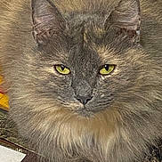 Audrey joined the competition — help win amazing prizes! cat, fluffy, long_hair, yellow_eyes, pet, animal, feline, close_up, face, ears, whiskers, paws, domestic_cat, mammal, fur, indoor, resting, looking, cute, soft