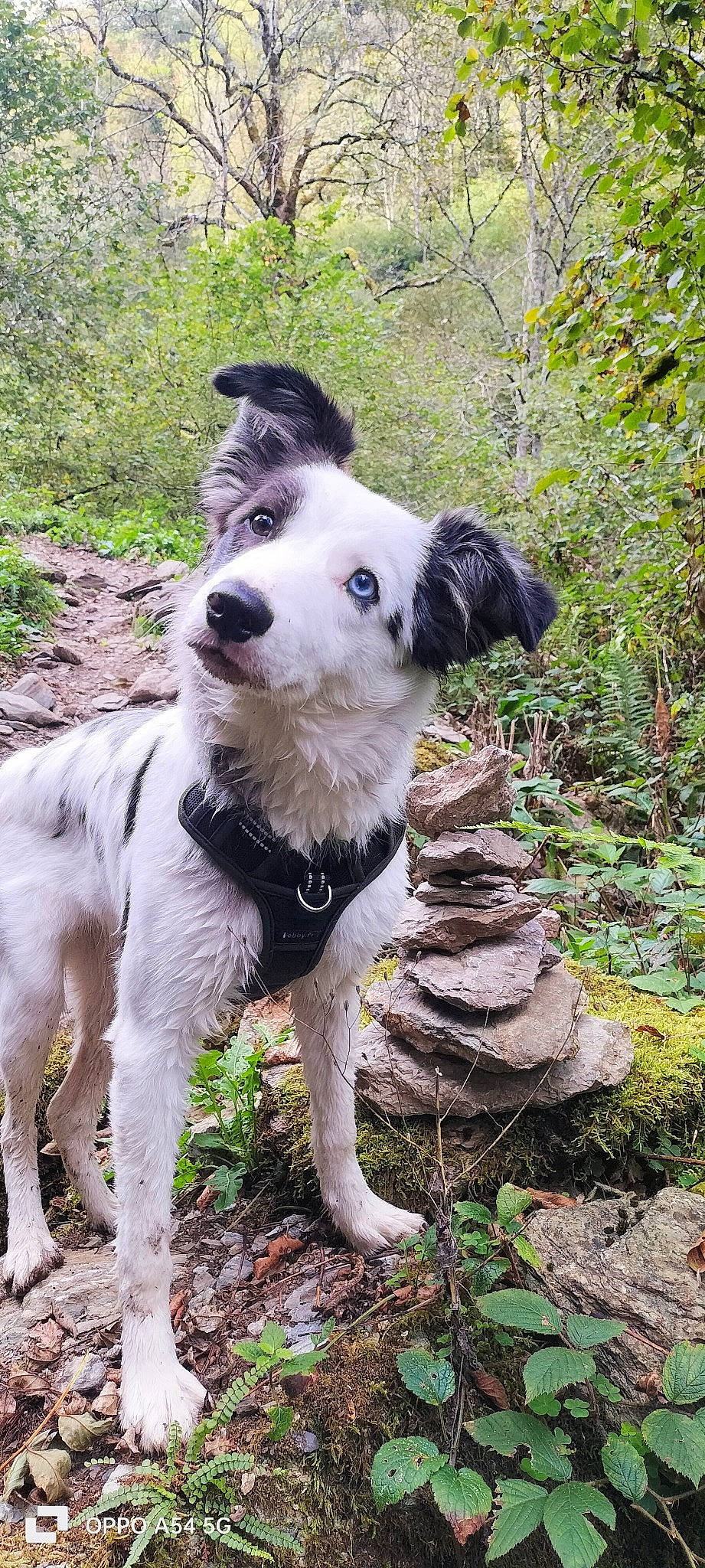 Uska participe au concours pour gagner de l'argent avec cette photo : adventure, ancient_dog_breeds, canidae, carnivore, collar, companion_dog, dog, dog_breed, dog_collar, grass, hunting_dog, leash, plant, tail, terrestrial_animal, tree, working_animal, working_dog