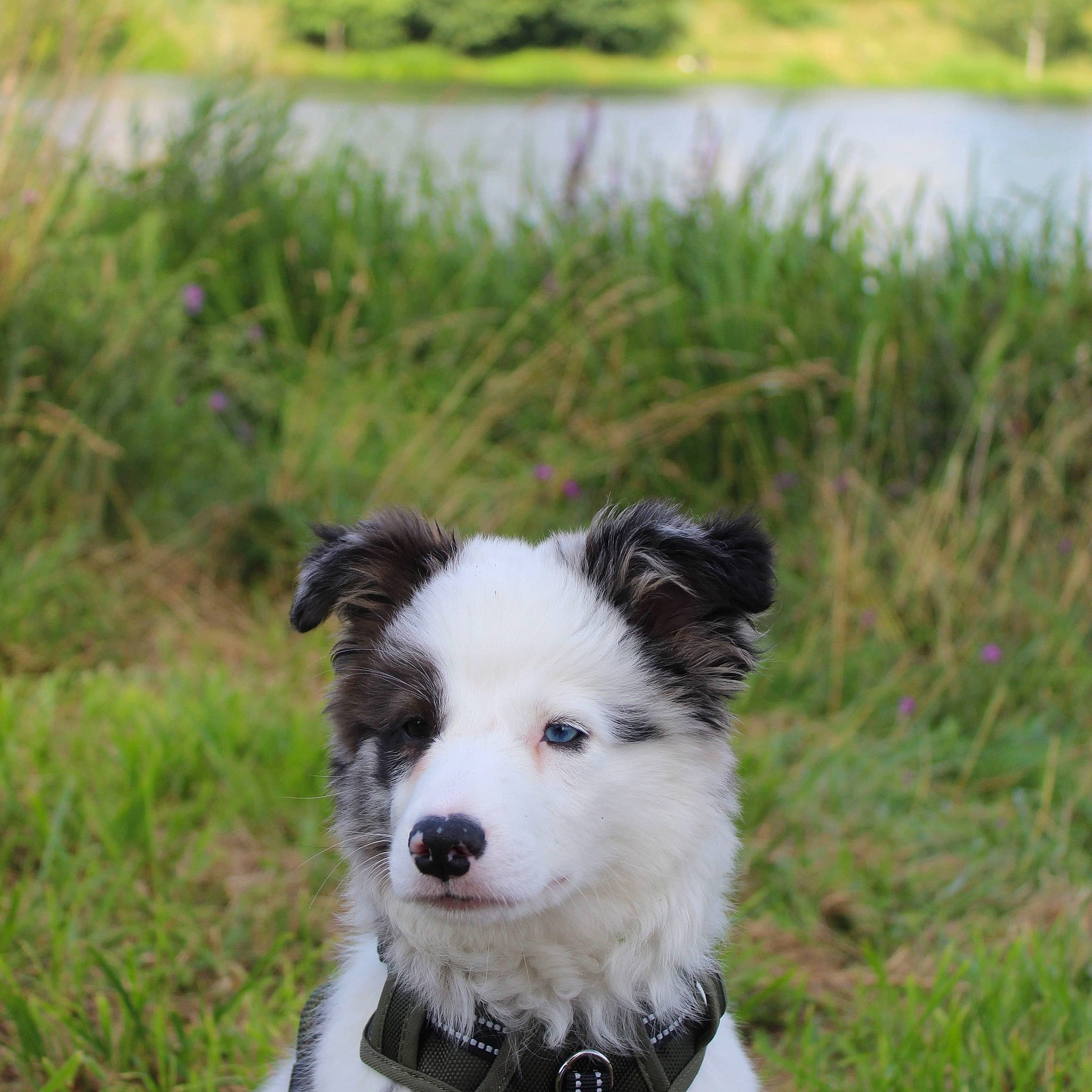 Uska participe au concours pour gagner de l'argent avec cette photo : canidae, carnivore, collar, companion_dog, dog, dog_breed, dog_collar, grass, grassland, herding_dog, lake, lake_district, landscape, plant, reservoir, sporting_group, terrestrial_animal, water, working_animal, working_dog