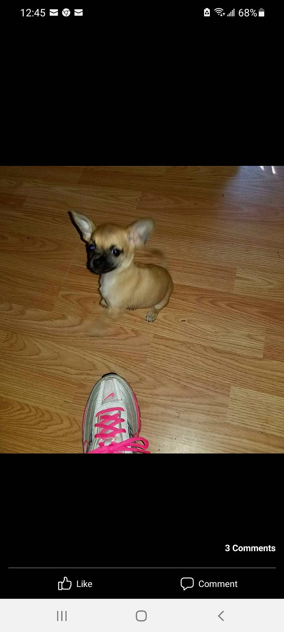 Mocha joined the competition — help win amazing prizes! carnivore, companion_dog, dog, dog_breed, fawn, floor, flooring, foot, fur, hardwood, human_leg, paw, snout, tail, toy_dog, varnish, walking_shoe, whiskers, wood, wood_stain