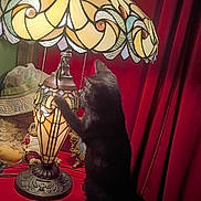 Charlie is registered to the contest to win money with this photo: cat, black_cat, animal, pet, standing, upright, lamp, stained_glass, tiffany_lamp, ornate, interior, red_curtains, red_table, vintage, decor, home_decor, warm_lighting, dramatic, cozy, curious