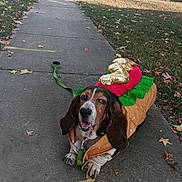 Rufus joined the competition — help win amazing prizes! dog, basset_hound, costume, hot_dog_costume, sidewalk, leash, autumn, fallen_leaves, grass, residential_area, house, tree, pet, animal, outdoor, cute, funny, canine, fall_season, daytime