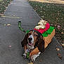 dog, basset_hound, costume, hot_dog_costume, sidewalk, leash, autumn, fallen_leaves, grass, residential_area, house, tree, pet, animal, outdoor, cute, funny, canine, fall_season, daytime