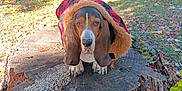 Rufus is registered to the contest to win money with this photo: autumn, basset_hound, canine, coat, dog, ears, fall, fur, grass, jacket, leaves, nature, outdoor, park, pet, road, sidewalk, snout, sunlight, tree_stump