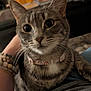 Sage is registered to the contest to win money with this photo: big_eyes, bracelet, cat, close_up, collar, curious, face, feline, human_arm, indoor, jeans, paw, pet, portrait, rug, sitting, sofa, striped_fur, tabby, whiskers