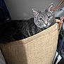 Sage is registered to the contest to win money with this photo: bag, basket, burlap, cat, close_up, cozy, curious, ears, fabric, gray_cat, green_eyes, indoor, leather_strap, looking_at_camera, pet, portrait, shadow, sitting, wall, whiskers