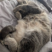 Sage joined the competition — help win amazing prizes! bed, belly, blanket, cat, close_up, cozy, curled_up, feline, fur, grey_cat, indoor, napping, paw, pet, portrait, relaxing, sleeping, soft_texture, tail, whiskers