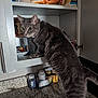 bottles, cabinet, cat, climbing, countertop, cupboard, curiosity, feline, granite_countertop, gray_cat, indoor, kitchen, pantry_items, paw, pet, portrait, shelf, snack, vitamins, whiskers