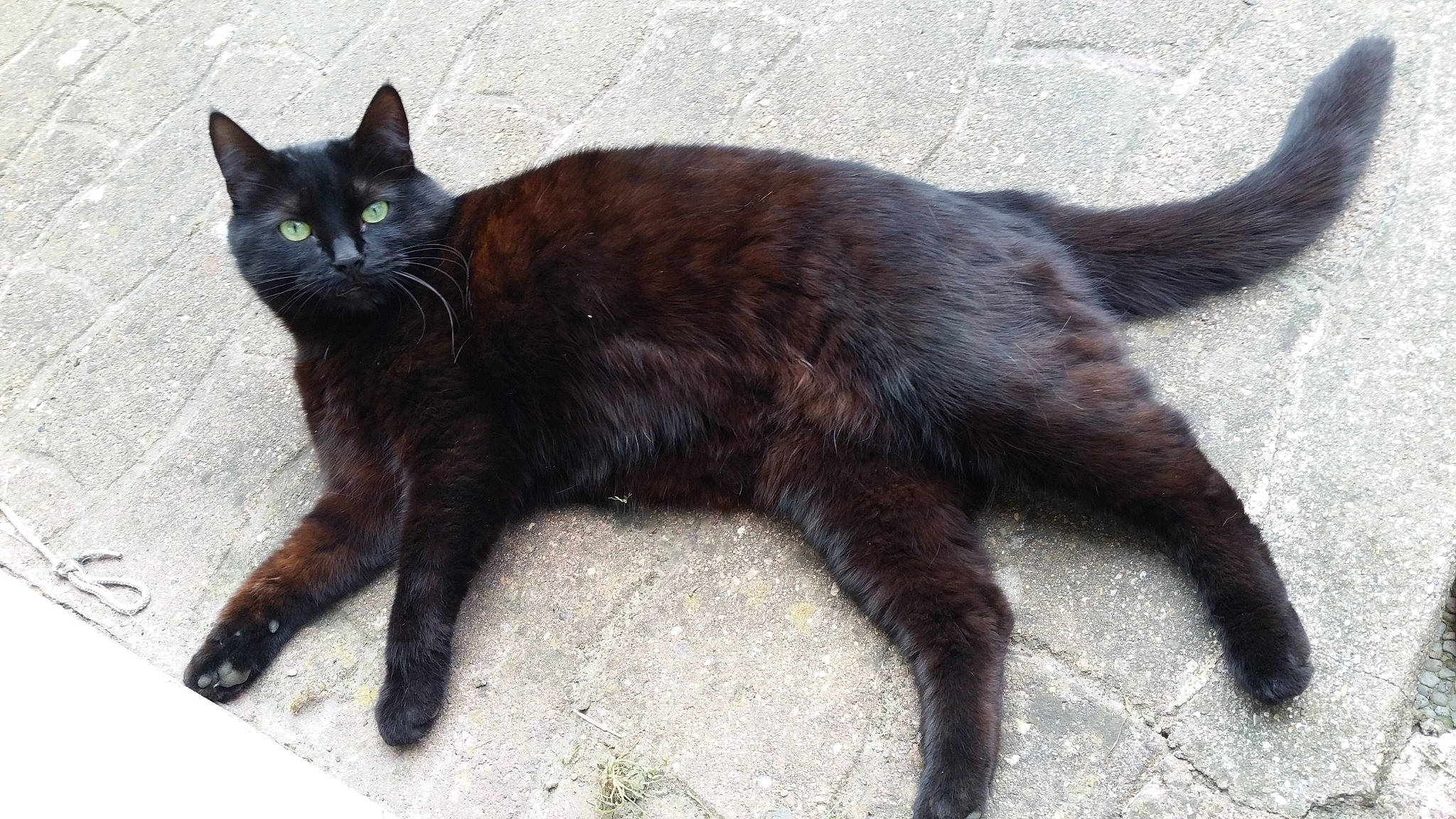 Ines participe au concours pour gagner de l'argent avec cette photo : black_cat, bombay, carnivore, cat, claw, domestic_short_haired_cat, felidae, foot, fur, havana_brown, liver, paw, small_to_medium_sized_cats, snout, tail, terrestrial_animal, whiskers