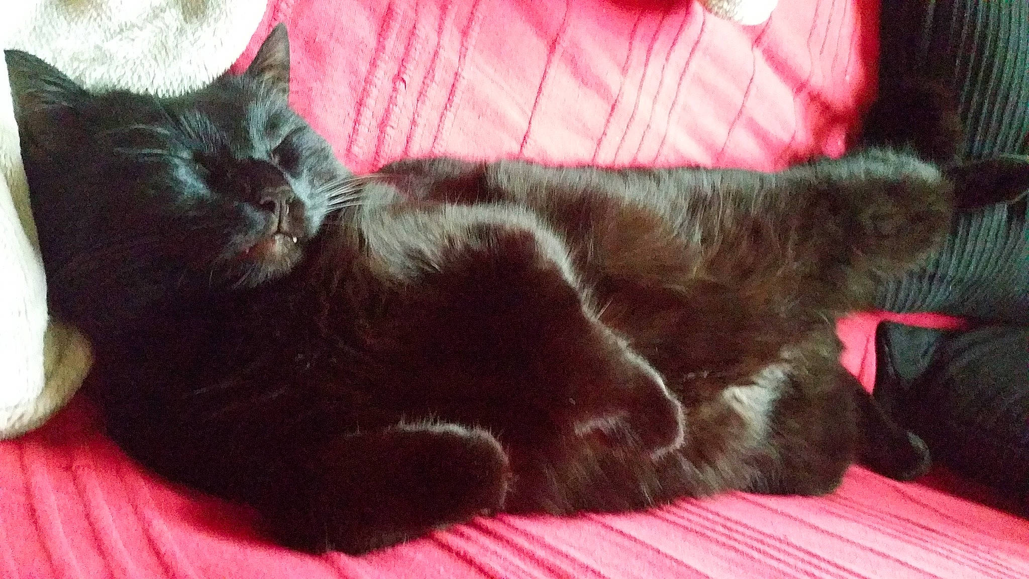 Ines participe au concours pour gagner de l'argent avec cette photo : black_cat, bombay, carmine, carnivore, cat, claw, comfort, domestic_short_haired_cat, ear, felidae, fur, liver, nap, paw, red, sleep, small_to_medium_sized_cats, snout, tail, whiskers