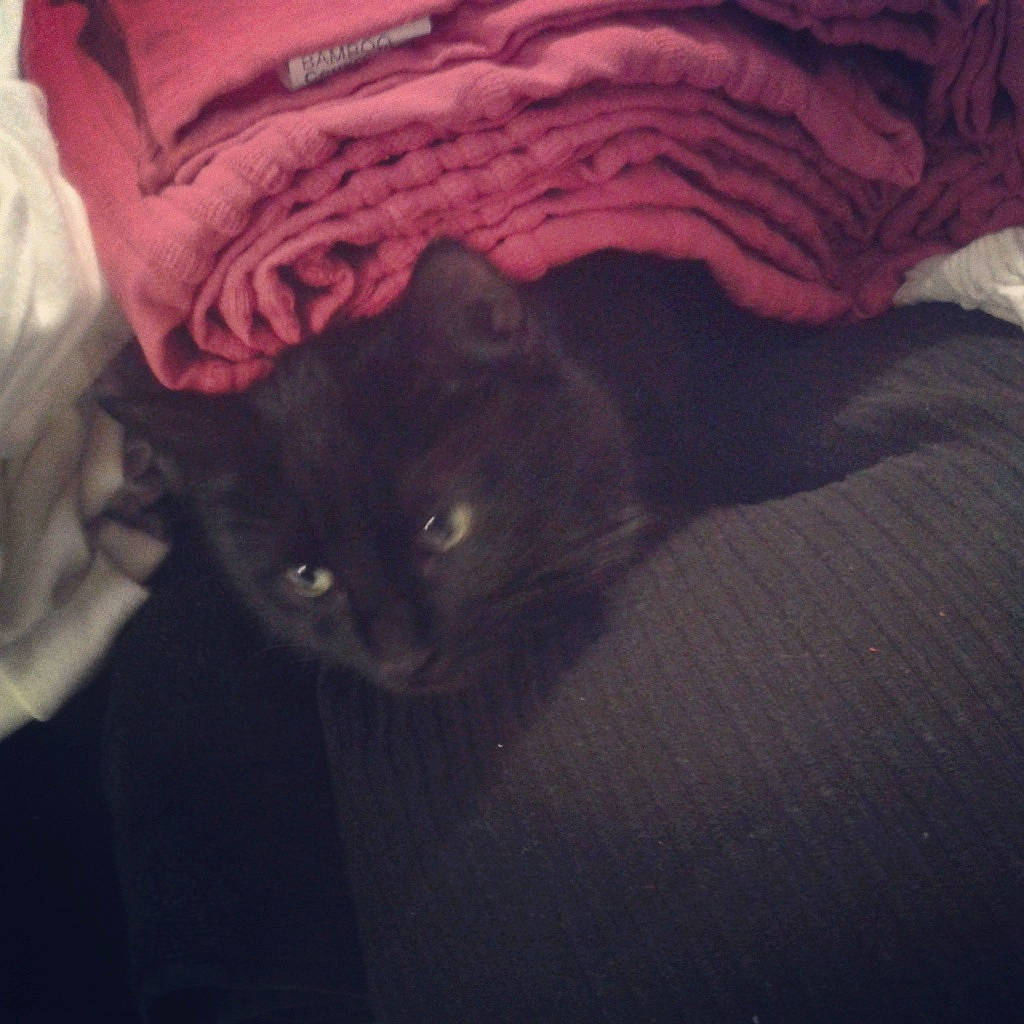 Ines a rejoint le concours — aidez-le/la à gagner de superbes lots ! black_cat, carnivore, cat, cloud, comfort, domestic_short_haired_cat, electric_blue, eye, felidae, fur, grey, head, purple, sleeve, small_to_medium_sized_cats, snout, tail, tints_and_shades, whiskers, window