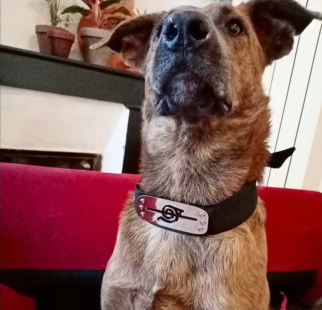 Jafar a rejoint le concours — aidez-le/la à gagner de superbes lots ! carnivore, collar, companion_dog, couch, dog, dog_breed, dog_collar, fawn, flowerpot, fur, guard_dog, houseplant, leash, picture_frame, plant, sporting_group, whiskers, window, working_animal, working_dog