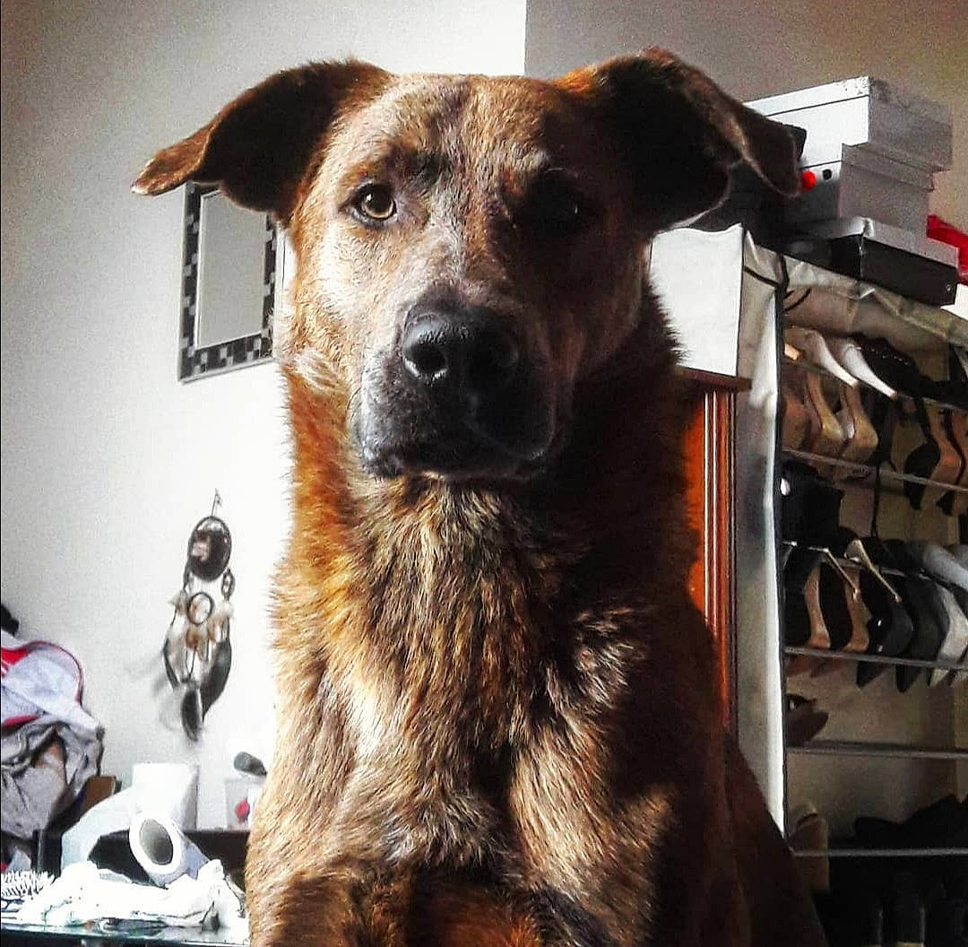 Jafar a rejoint le concours — aidez-le/la à gagner de superbes lots ! canidae, carnivore, collar, companion_dog, dog, dog_breed, dog_supply, fawn, fur, guard_dog, pet_supply, snout, sporting_group, terrestrial_animal, whiskers, working_animal, working_dog