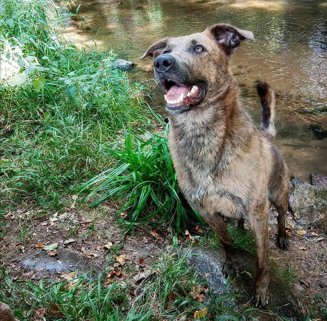 Jafar a rejoint le concours — aidez-le/la à gagner de superbes lots ! canidae, carnivore, companion_dog, dog, dog_breed, fang, fawn, grass, groundcover, hunting_dog, plant, snout, soil, sporting_group, street_dog, terrestrial_animal, water, working_animal, working_dog
