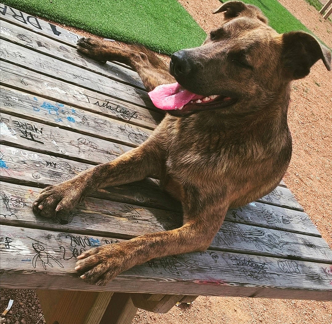 Jafar a rejoint le concours — aidez-le/la à gagner de superbes lots ! canidae, carnivore, collar, companion_dog, dog, dog_breed, dog_collar, dog_supply, fawn, leash, liver, outdoor_bench, outdoor_furniture, pet_supply, plank, snout, sporting_group, tail, wood, working_animal