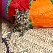 Milka is registered to the contest to win money with this photo: cat, tabby_cat, pet, animal, portrait, wide_eyed, sitting, lying_down, paw, whiskers, fur, striped_fur, green_eyes, toy, rope_toy, colorful, cushion, indoor, wood_floor, playful