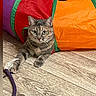 cat, tabby_cat, pet, animal, portrait, wide_eyed, sitting, lying_down, paw, whiskers, fur, striped_fur, green_eyes, toy, rope_toy, colorful, cushion, indoor, wood_floor, playful