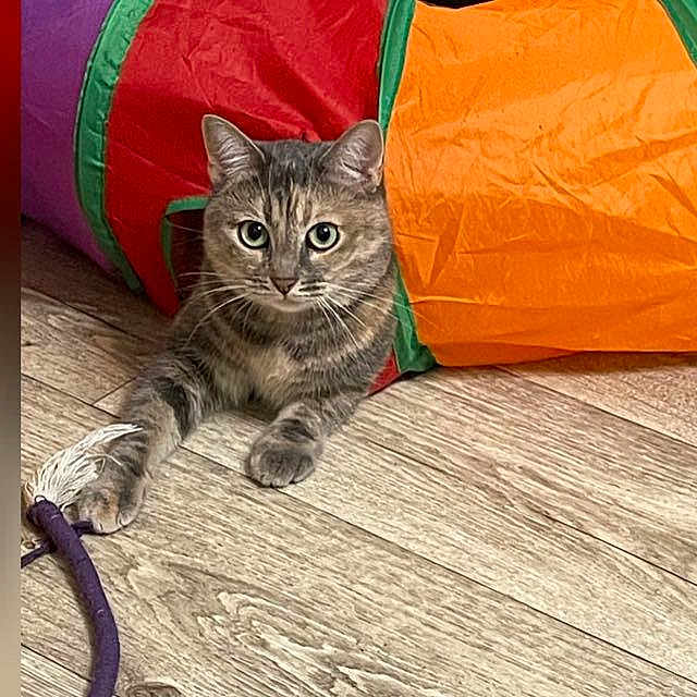 Milka is registered to the contest to win money with this photo: cat, tabby_cat, pet, animal, portrait, wide_eyed, sitting, lying_down, paw, whiskers, fur, striped_fur, green_eyes, toy, rope_toy, colorful, cushion, indoor, wood_floor, playful