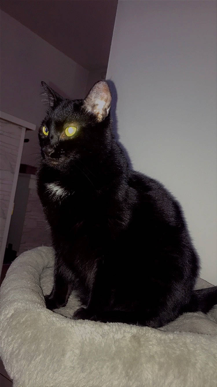 Pistache a rejoint le concours — aidez-le/la à gagner de superbes lots ! black_cat, bombay, carnivore, cat, cat_supply, claw, domestic_short_haired_cat, felidae, fur, grey, havana_brown, korat, paw, small_to_medium_sized_cats, snout, tail, terrestrial_animal, whiskers, window