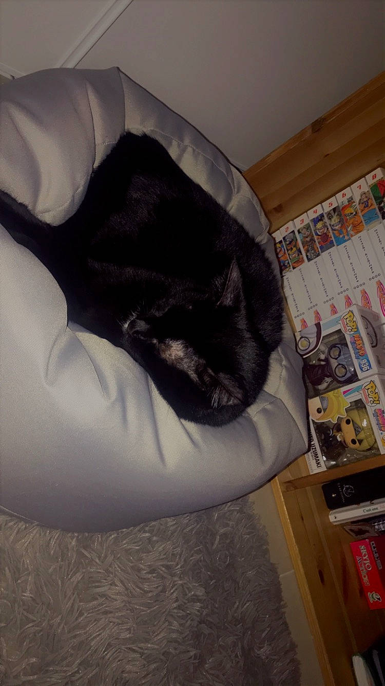 Pistache a rejoint le concours — aidez-le/la à gagner de superbes lots ! bookcase, carnivore, cat, cat_bed, cat_supply, chair, comfort, dog_breed, felidae, flooring, fur, grey, linens, publication, room, shelf, shelving, small_to_medium_sized_cats, tail, whiskers