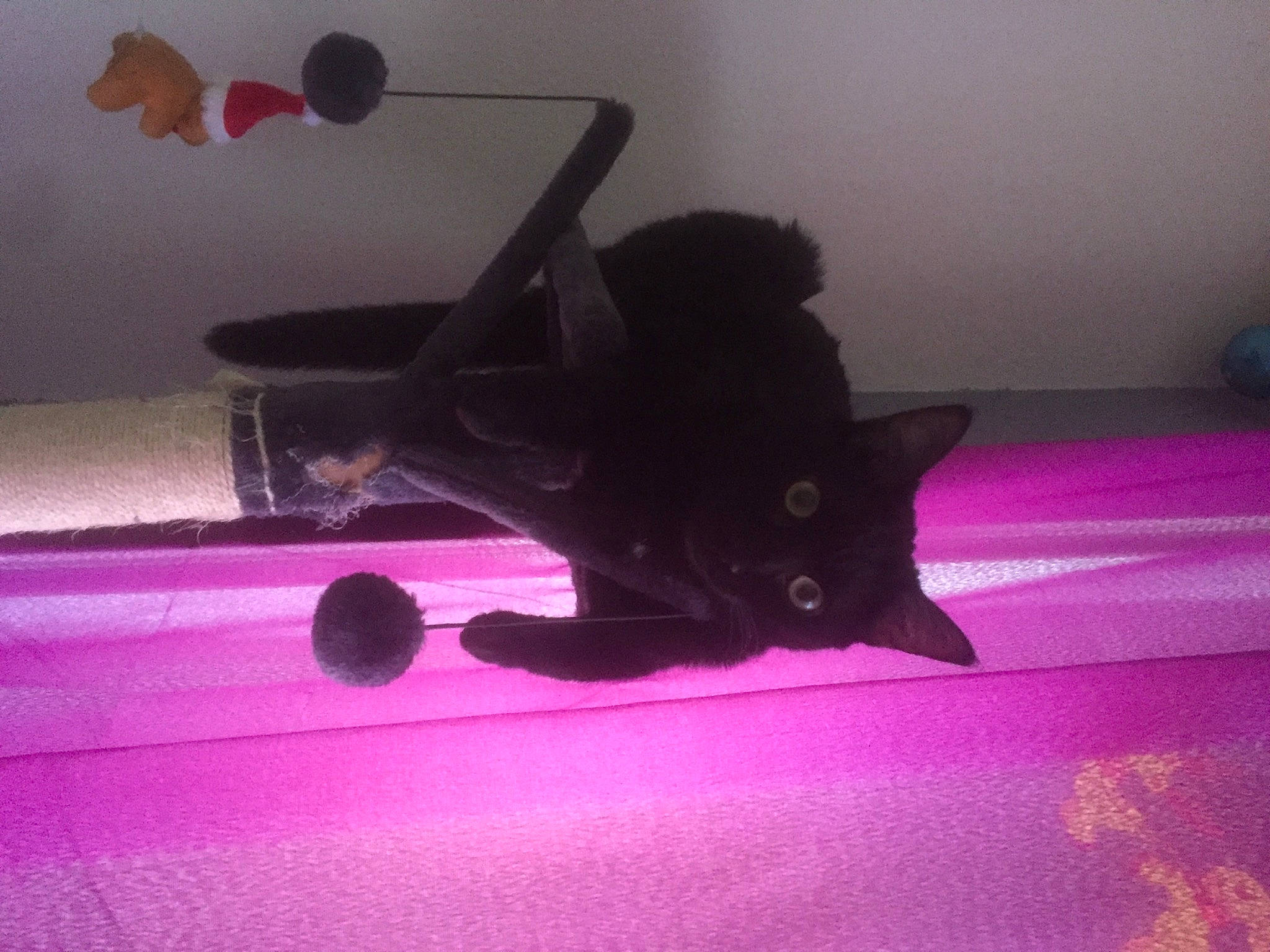 Pistache a rejoint le concours — aidez-le/la à gagner de superbes lots ! black_cat, bombay, carnivore, cat, comfort, domestic_short_haired_cat, felidae, floor, flooring, fur, magenta, pink, purple, room, small_to_medium_sized_cats, snout, tail, tints_and_shades, violet, whiskers