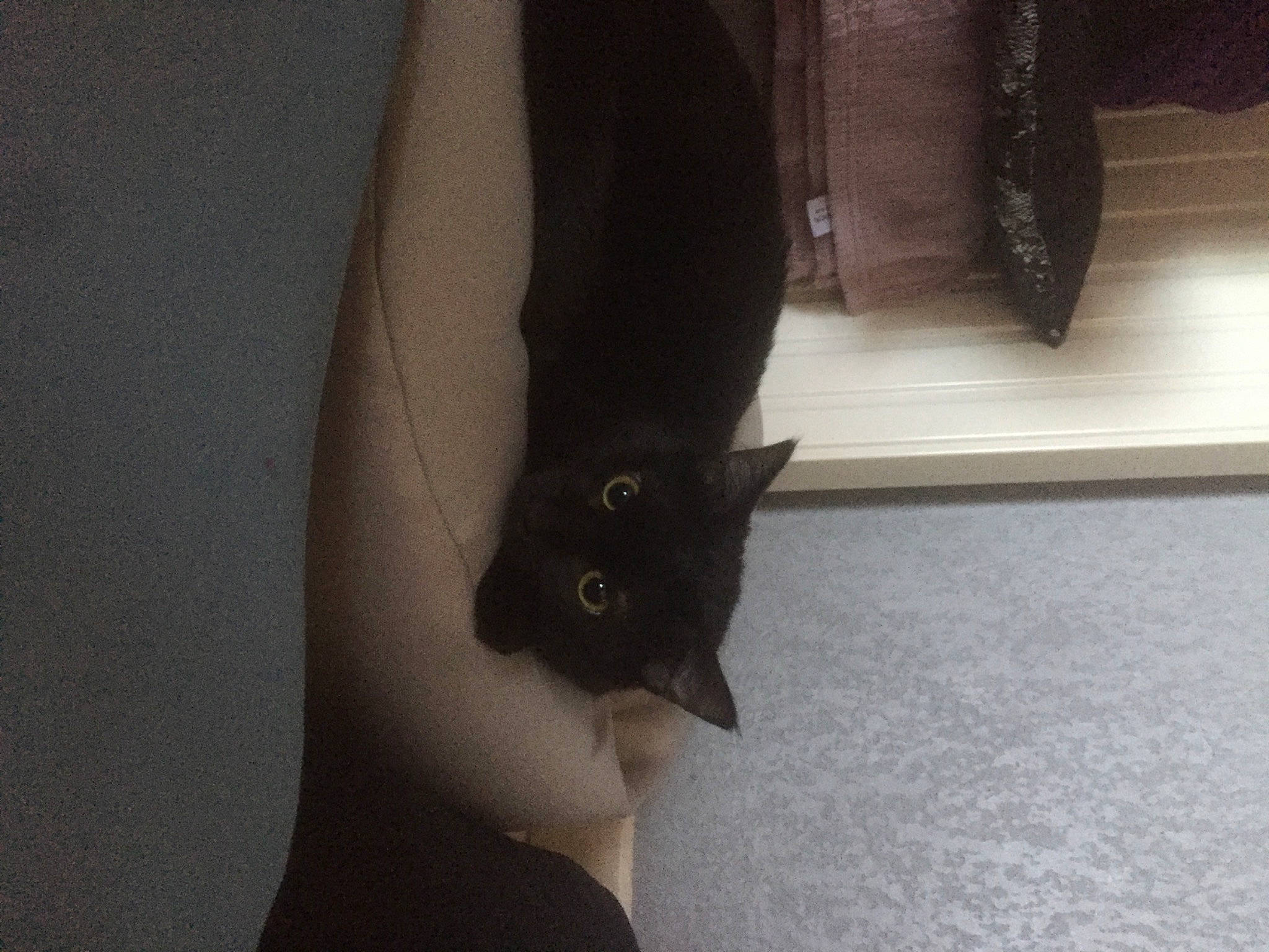 Pistache participe au concours pour gagner de l'argent avec cette photo : black_cat, carnivore, cat, comfort, domestic_short_haired_cat, felidae, floor, flooring, fur, grey, hardwood, human_body, human_leg, sleeve, small_to_medium_sized_cats, snout, tail, thigh, whiskers, wood