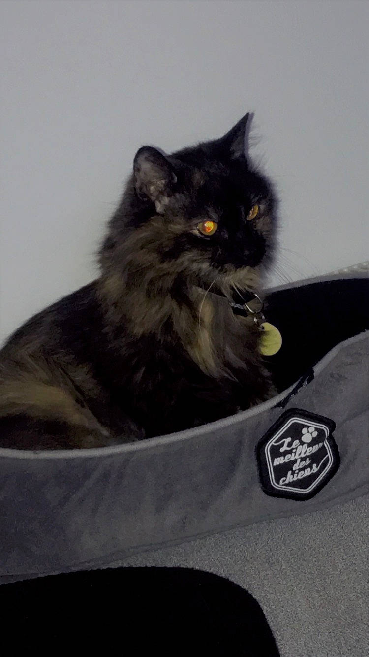 Sakura participe au concours pour gagner de l'argent avec cette photo : automotive_tire, black_cat, british_longhair, carnivore, cat, claw, domestic_short_haired_cat, eye, felidae, fur, grey, logo, persian, sitting, small_to_medium_sized_cats, snout, street_light, tail, terrestrial_animal, whiskers