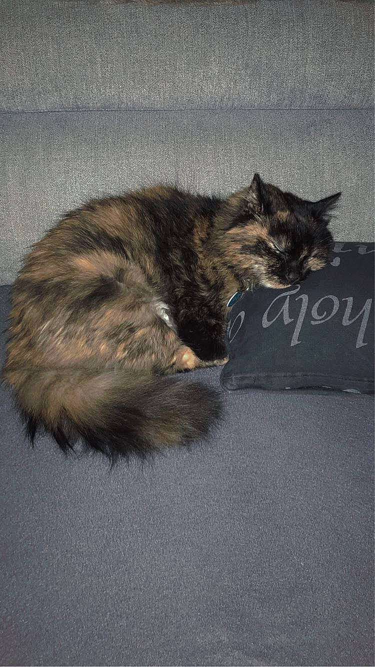 Sakura participe au concours pour gagner de l'argent avec cette photo : carnivore, cat, claw, domestic_short_haired_cat, felidae, fur, grey, paw, small_to_medium_sized_cats, snout, tail, terrestrial_animal, whiskers