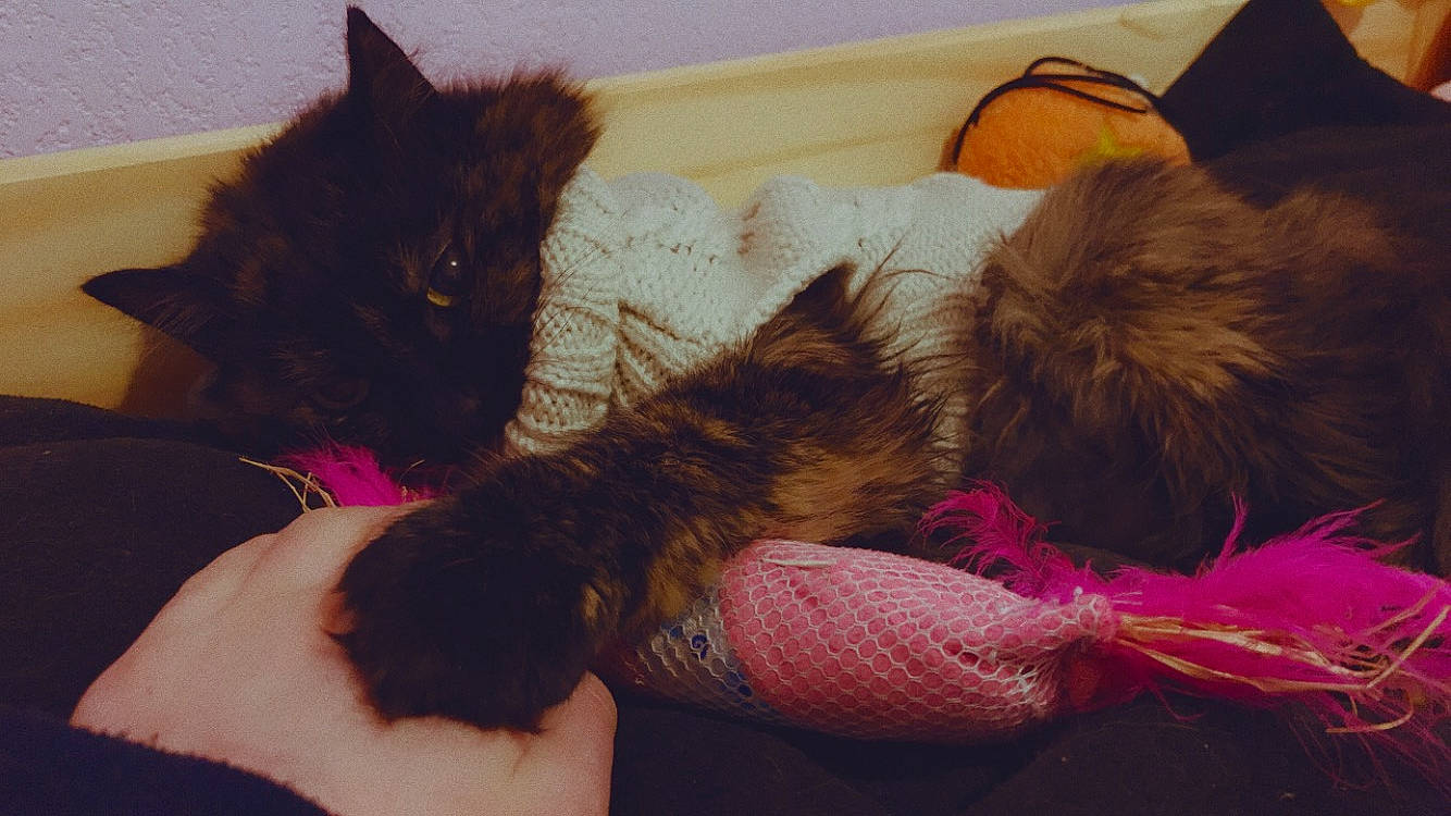 Sakura a rejoint le concours — aidez-le/la à gagner de superbes lots ! black_cat, carnivore, cat, claw, comfort, domestic_short_haired_cat, felidae, foot, fur, gesture, human_leg, lap, magenta, nail, nap, paw, pillow, small_to_medium_sized_cats, tail, whiskers