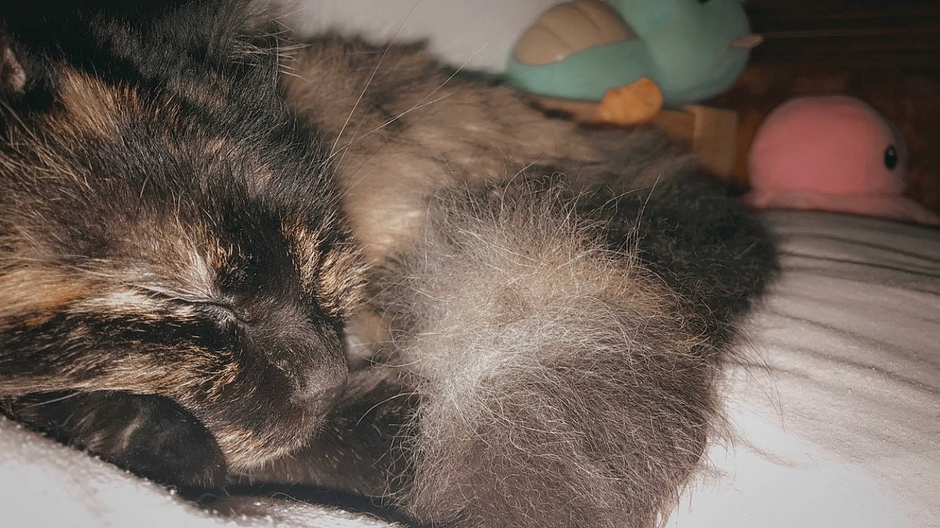 Sakura a rejoint le concours — aidez-le/la à gagner de superbes lots ! carnivore, cat, claw, comfort, domestic_short_haired_cat, felidae, fur, grey, nap, paw, small_to_medium_sized_cats, snout, stuffed_toy, tail, terrestrial_animal, toy, whiskers