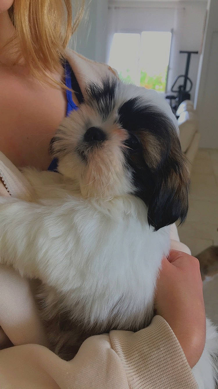 Fuji a rejoint le concours — aidez-le/la à gagner de superbes lots ! canidae, carnivore, comfort, companion_dog, dog, dog_breed, dog_supply, fawn, fur, liver, pet_supply, puppy_love, shih_poo, shih_tzu, small_terrier, snout, sporting_group, terrier, toy_dog, working_animal