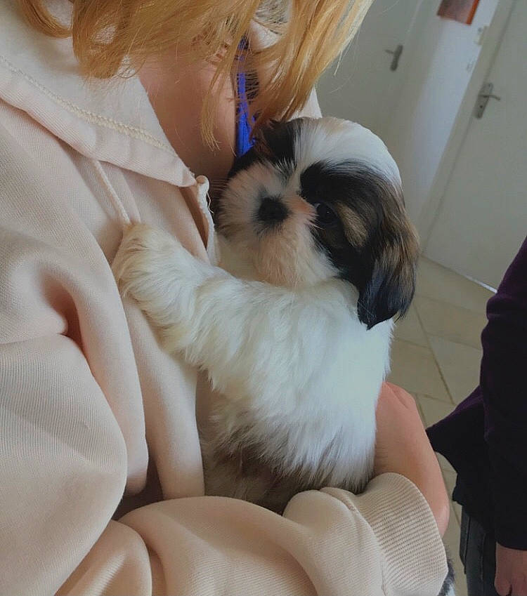 Fuji a rejoint le concours — aidez-le/la à gagner de superbes lots ! canidae, carnivore, comfort, companion_dog, dog, dog_breed, dog_supply, ear, fawn, fur, liver, maltepoo, pet_supply, shih_tzu, small_terrier, snout, sporting_group, terrier, toy_dog, working_animal