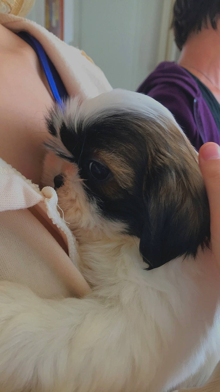 Fuji participe au concours pour gagner de l'argent avec cette photo : canidae, carnivore, comfort, companion_dog, dog, dog_breed, ear, eyelash, fawn, fur, liver, nap, snout, sporting_group, terrestrial_animal, toy_dog, whiskers, working_animal