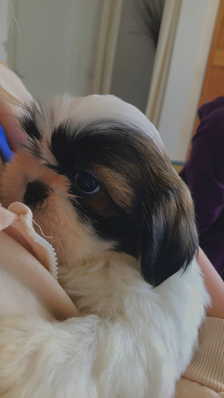 Fuji a rejoint le concours — aidez-le/la à gagner de superbes lots ! bored, canidae, carnivore, comfort, companion_dog, dog, dog_breed, ear, eyelash, fawn, fur, japanese_chin, liver, pekingese, snout, sporting_group, terrestrial_animal, toy_dog, whiskers, working_animal