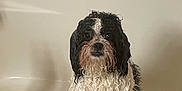 Kuma joined the competition — help win amazing prizes! dog, wet_dog, bath, bathtub, towel, sun_pattern, small_dog, curly_fur, black_and_white, paws, sad_eyes, indoor, pet, shampoo_bottles, wet_fur, looking_at_camera, sitting, portrait, pet_care, bath_time