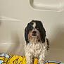 dog, wet_dog, bath, bathtub, towel, sun_pattern, small_dog, curly_fur, black_and_white, paws, sad_eyes, indoor, pet, shampoo_bottles, wet_fur, looking_at_camera, sitting, portrait, pet_care, bath_time