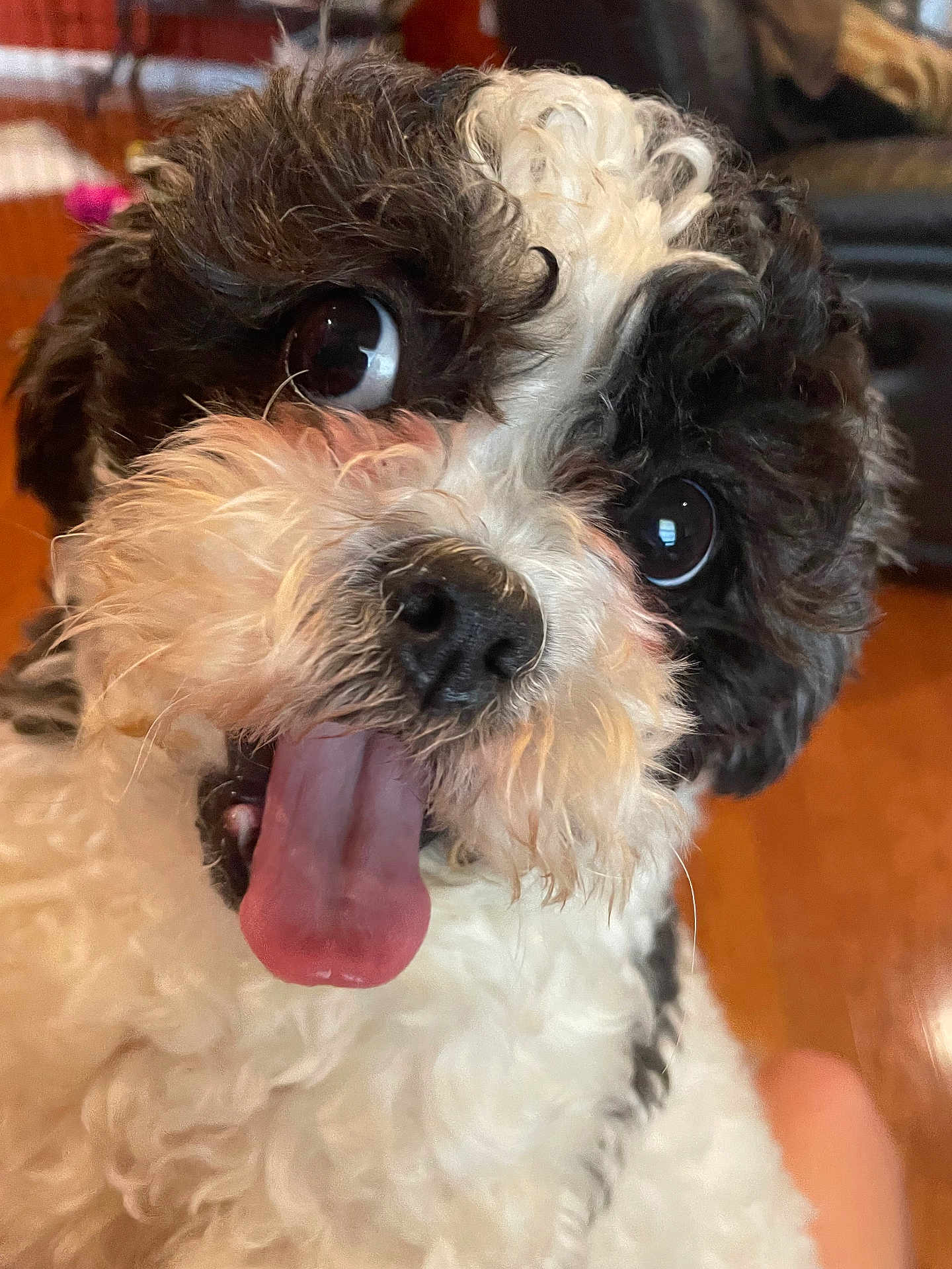 Kuma joined the competition — help win amazing prizes! dog, puppy, tongue_out, curly_fur, black_and_white, close_up, expressive_eyes, indoor, wooden_floor, couch, nose, whiskers, playful, adorable, portrait, looking_up, human_leg, chest, pet, home_interior