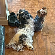 Kuma is registered to the contest to win money with this photo: dog, dogs, small_dog, fluffy_dog, yorkshire_terrier, hardwood_floor, slippers, pet, indoor, reclining, sitting, fur, paws, companionship, household, shoe, wooden_floor, curly_fur, cute, living_room