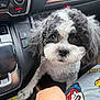 Kuma is registered to the contest to win money with this photo: dog, puppy, small_dog, black_and_white, curly_fur, dog_face, eyes, nose, paw, car_interior, dashboard, center_console, gear_shift, seat, human_hand, pajamas, fabric, close_up, portrait, pet