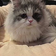 Oscar is registered to the contest to win money with this photo: cat, kitten, long_hair, fluffy, pet, indoor, bed, blanket, close_up, portrait, whiskers, big_eyes, pink_nose, fur, resting, cozy, domestic_cat, grey_and_white, ears, feline