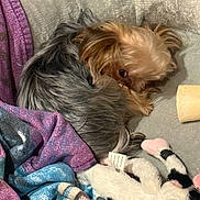 Piper joined the competition — help win amazing prizes! dog, yorkshire_terrier, pet, curled_up, blanket, plush_toy, stuffed_animal, bed, pillow, cozy, fur, sleeping, peeking_eye, home_interior, textile, soft, paw, small_dog, nap, snuggling